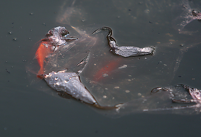 Cá chép chết nổi khi vừa được thả ở sông Tô Lịch